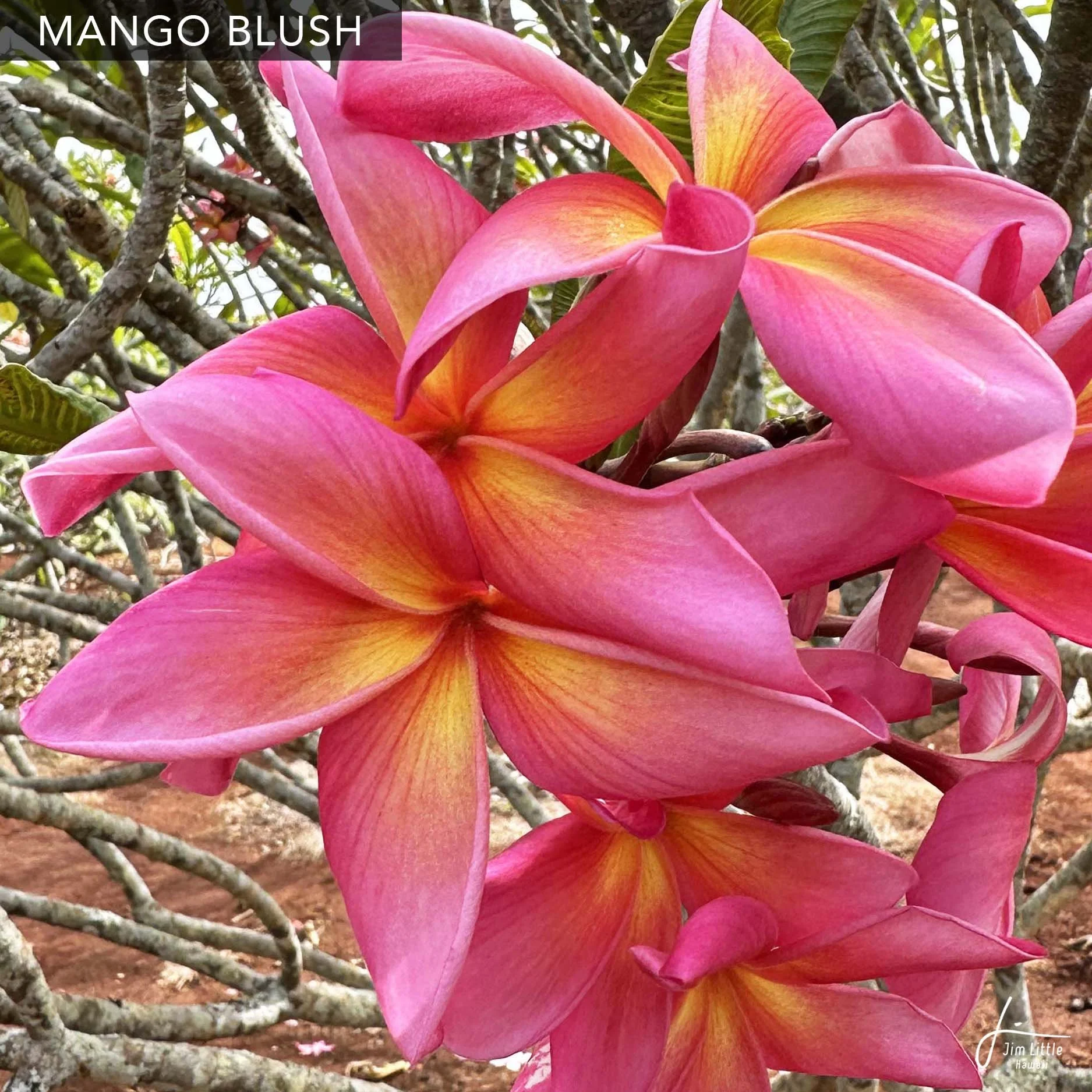 Named Cultivars — Jim Little Plumeria